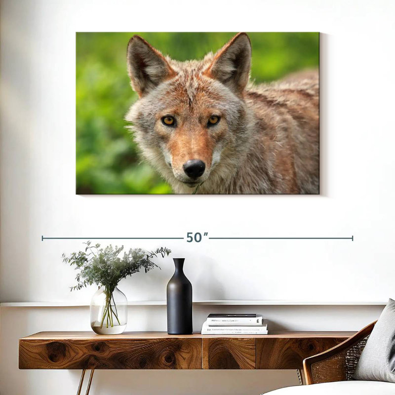 Face Of Coyote