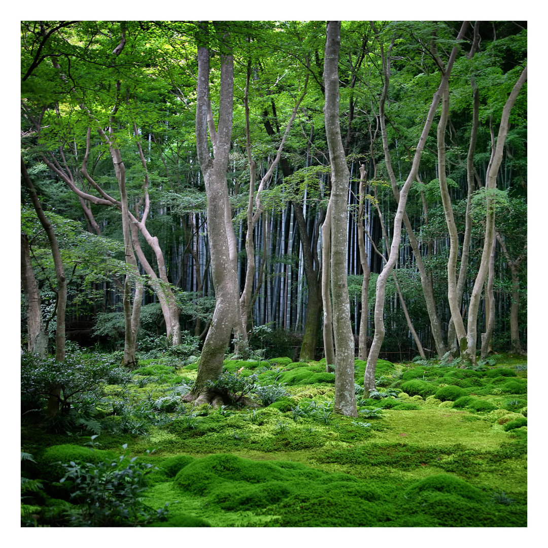Japanese Forest 2.25m x 3.36m Textured Matte Wall Mural