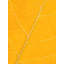 Autumn Leaf Print by Philippe Monthoux-65809668-106870035-132862502