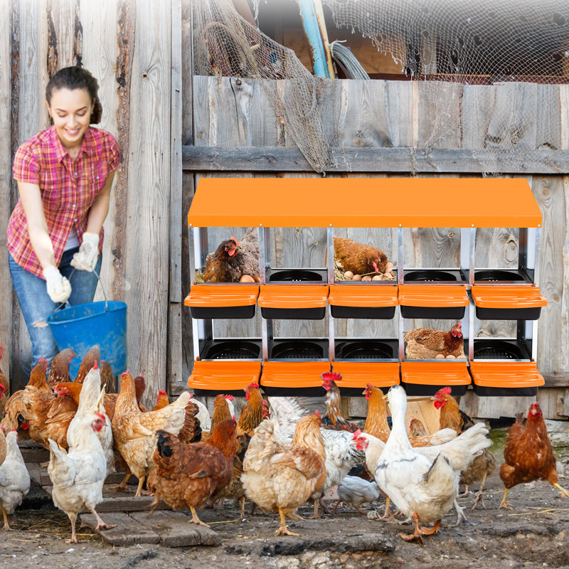 Chicken Egg Incubator, 79cm H x 133.5cm W x 52cm D, Orange