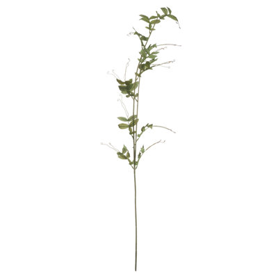Anastasija Arrangement