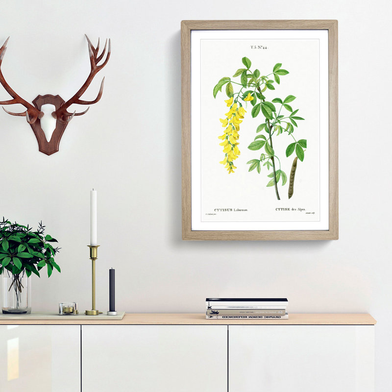 Laburnum Flowers in Yellow by Pierre-Joseph Redoute - Picture Frame Graphic Art Print, Oak Framed, 65cm H x 48cm W x 2cm D