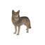 Statue Coyote debout