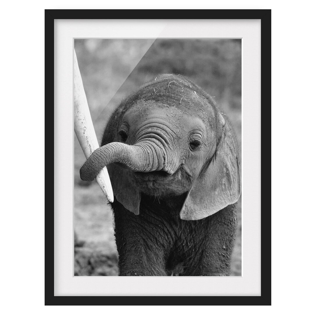 Gerahmtes Poster Baby Elephant