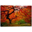 «Tree Fire» par Darren White, art mural sur toile-16283181