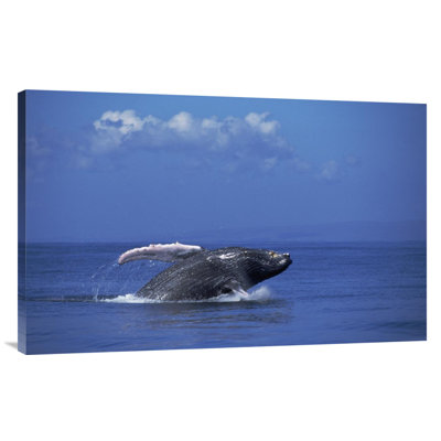 " Humpback Whale Breaching, Maui, Hawaii "