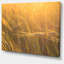 «Wheat Field Close-up at Sunset», reproduction de photo sur toile tendue-25565824