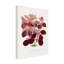 Illustration sur toile de bolologien, Les Plantes et une feuille de Teleianthera rose-103094426