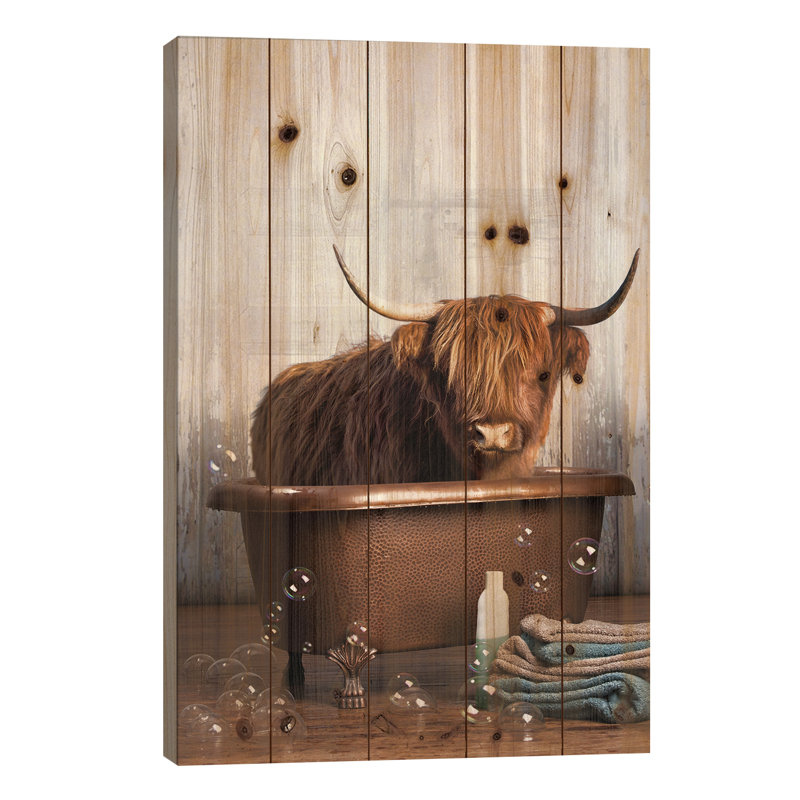 Vache Highland dans la baignoire, L 26 po x H 40 po
