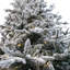 Sapin de Noël lumineux 7,5 pi avec sapin Fraser