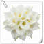 Arrangement Lillies-623490075-623490146