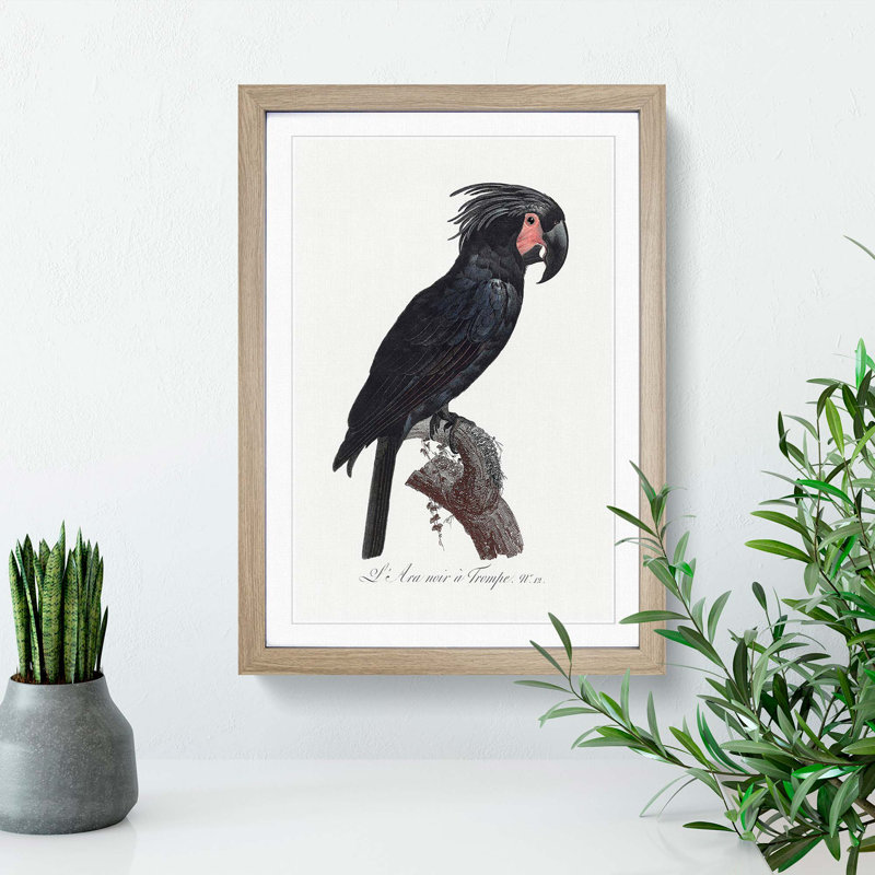 Palm Cockatoo by F. Levaillant - Picture Frame Painting Print, 36cm H x 27cm W x 2cm D, Oak Framed