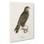 The Common Buzzard by Von Wright - Wrapped Canvas-55337105