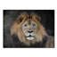 'Male Lion Portrait 1' Graphic Art Print on Wrapped Canvas-22070726