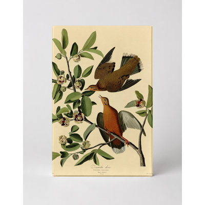 Zenaida Dove, plaque CLXII (1827-1838) - Portrait, art mural sur toile