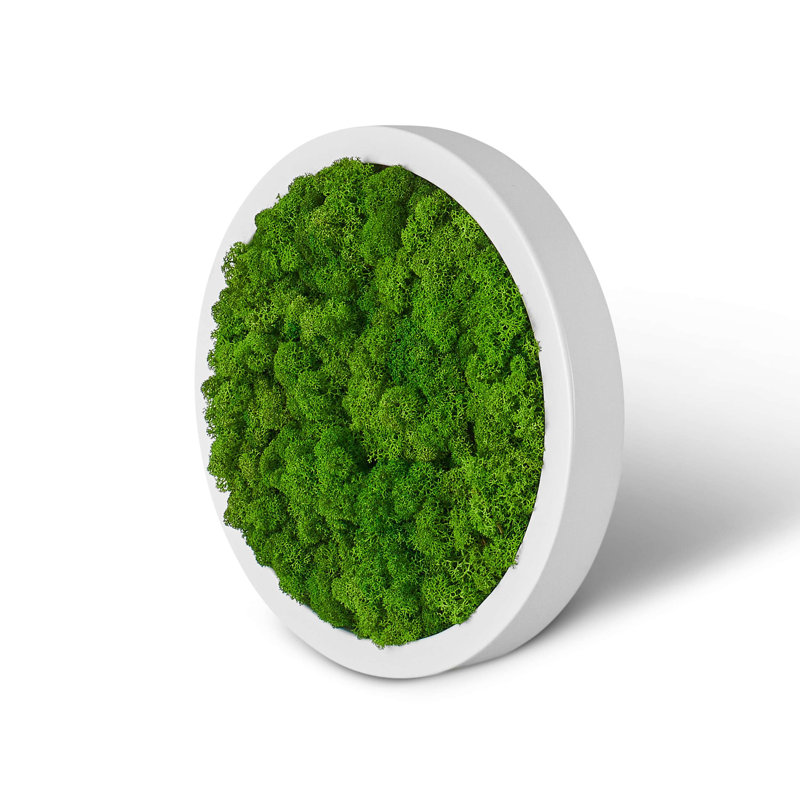 Moss Picture Reindeer Moss Round, White, 30cm H x 30cm W x 5cm D