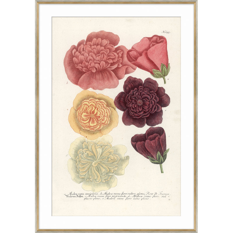 Botanicals Giclee Print by Soicher Marin Archives