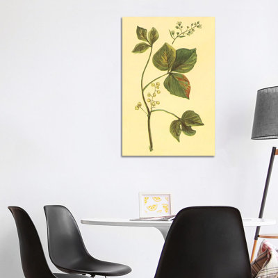 Poison Ivy And Poison Oak - Wrapped Canvas Print