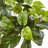 Pothos Artificial Plant