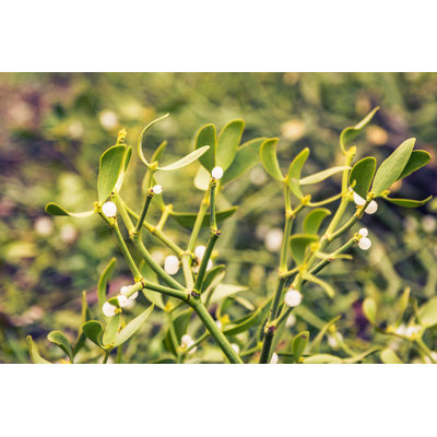 " Mistletoe (Viscum Album) "