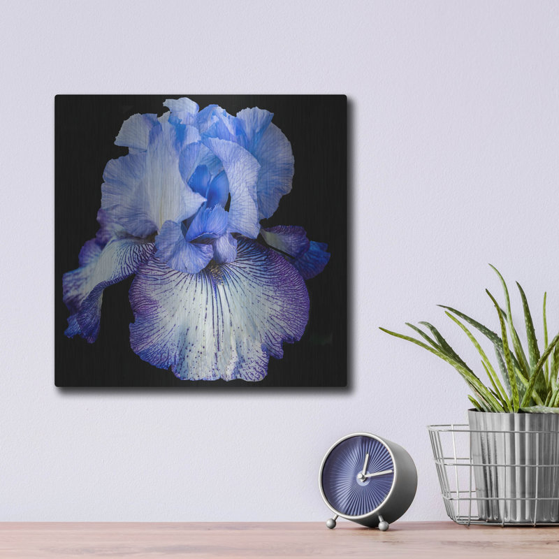 " Ooh Iris " by Pamela Plummer, 12" H x 12" W
