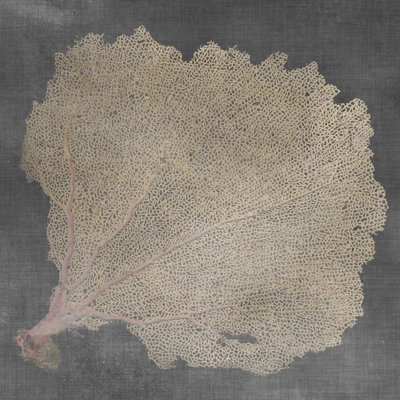 Éventail naturel V