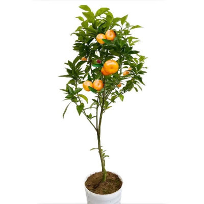 Red-Skinned Blood Orange Tree Seedling, Fragrant Rose Flavor Fruit Tree, Easy-to-Grow & High Yield for Backyard/Garden