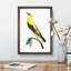 Golden Oriole Bird by George Shaw - Framed Print-55621115-55621116