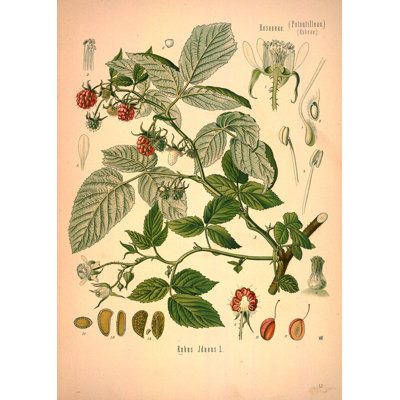 Botanical 73