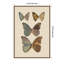 Exotischmetterlinge Pl 067 par Otto Staudinger par Nostalgia Prints, reproduction d'art sur toile encadrée