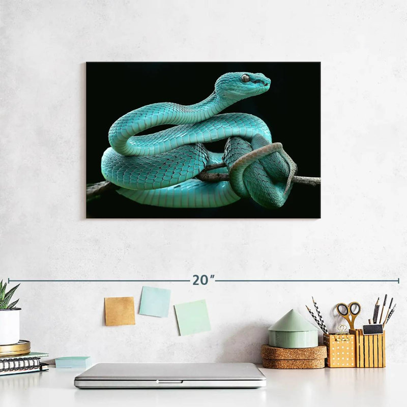 Brampt Blue Pit Viper, 8" H x 12" W