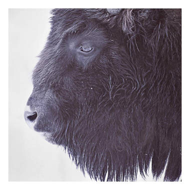 schwarzen Büffels Leinwandbild Sommerallee eines Porträt