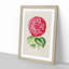 Bright Pink Camellia Flower Illustration - Picture Frame Painting Print-55621055-55621054