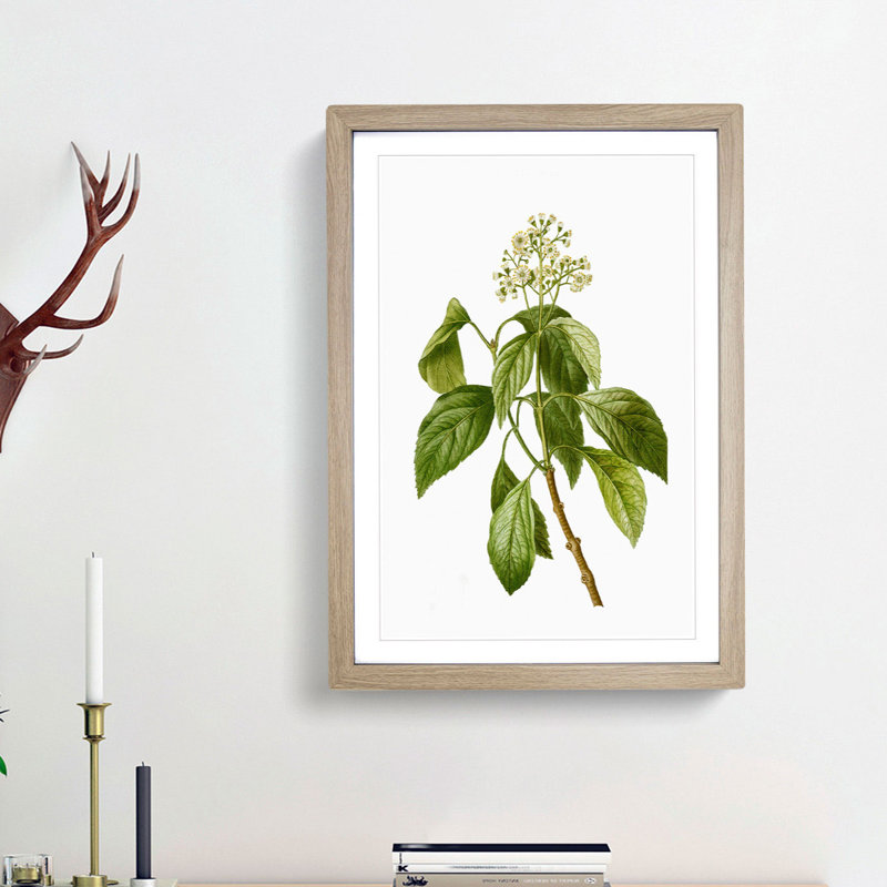 Climbing Hydrangea by Pierre-Joseph Redoute - Picture Frame Painting Print, 48cm H x 36cm W x 2cm D, Oak Framed