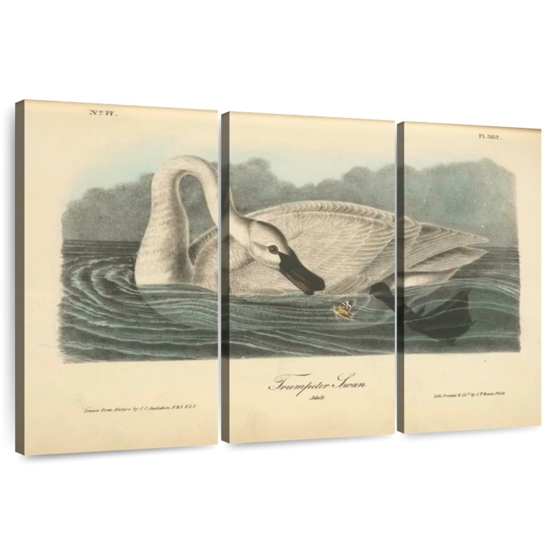 Brampt Trumpeter Swan, 32" H x 50" W