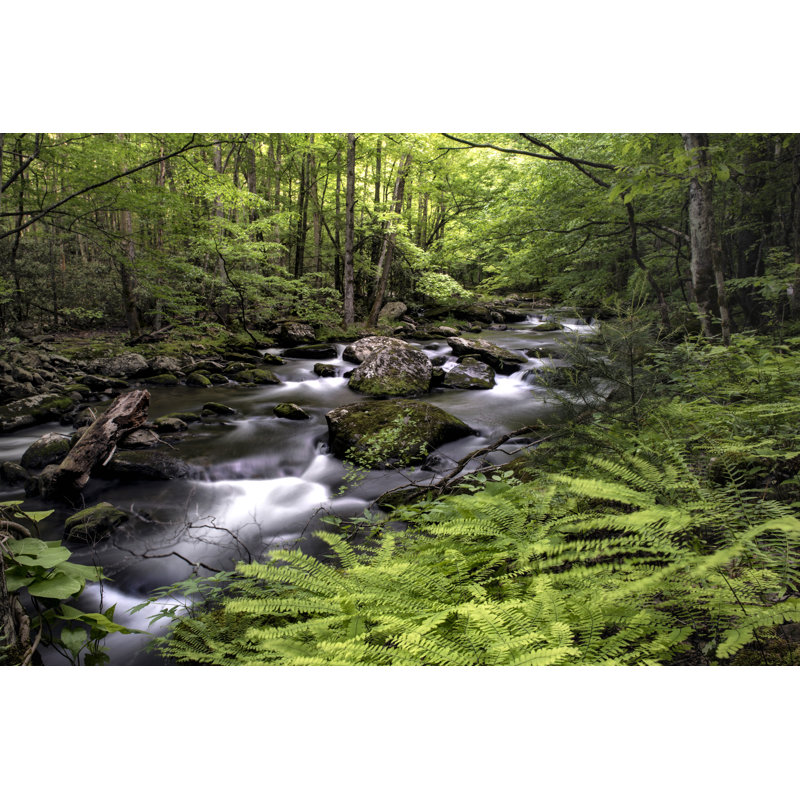 Fern Bank - Photograph, 51 cm H x 76 cm W, Wrapped Canvas