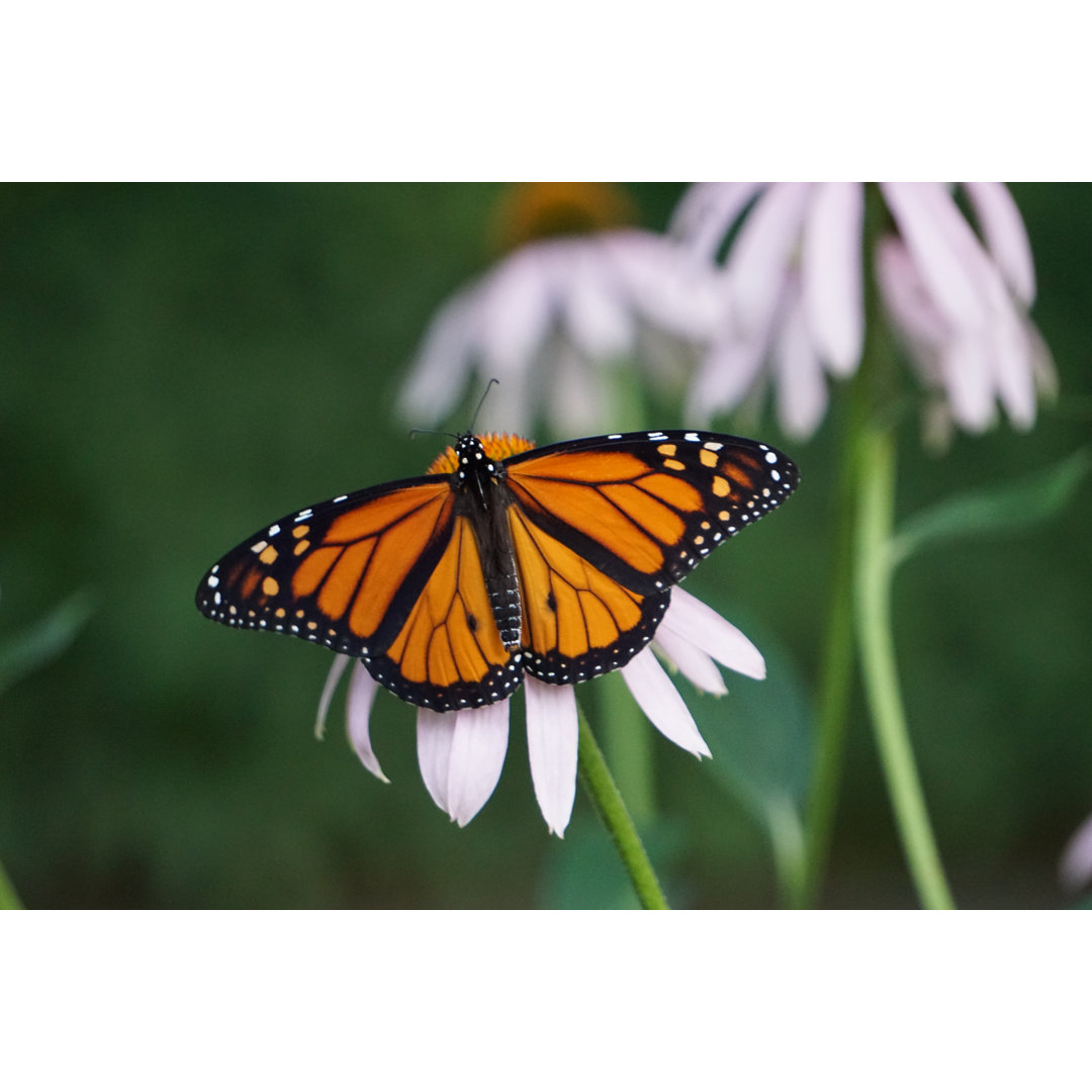 Leinwandbild Monarch Butterfly - Danaus Plexippus von Martin Machnowski