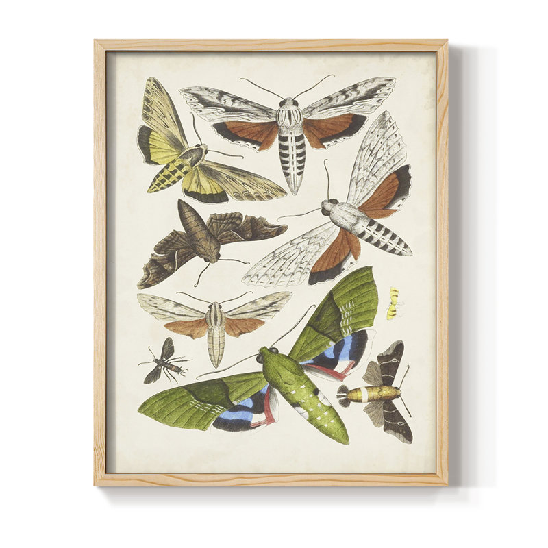 Antique Moths II, reproduction encadrée - bois massif, H 15 po x l 12 po