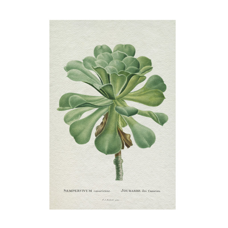 «Redoute Succulent V» sur, H 47 po x l 47 po