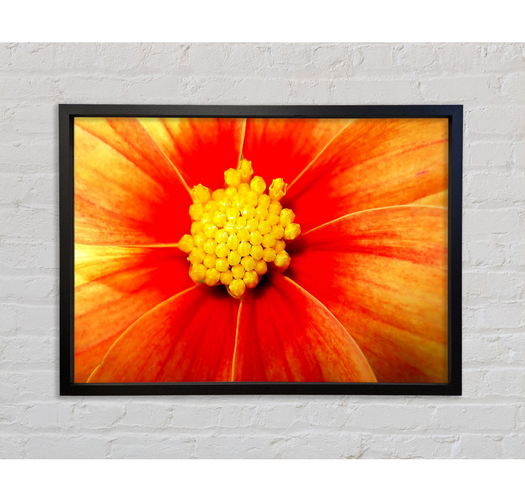 Orange Petal Delight - Einzelner Bilderrahmen Kunstdrucke auf Leinwand