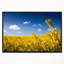 «Yellow Canola Field» - reproduction de photo sur toile tendue-18438001
