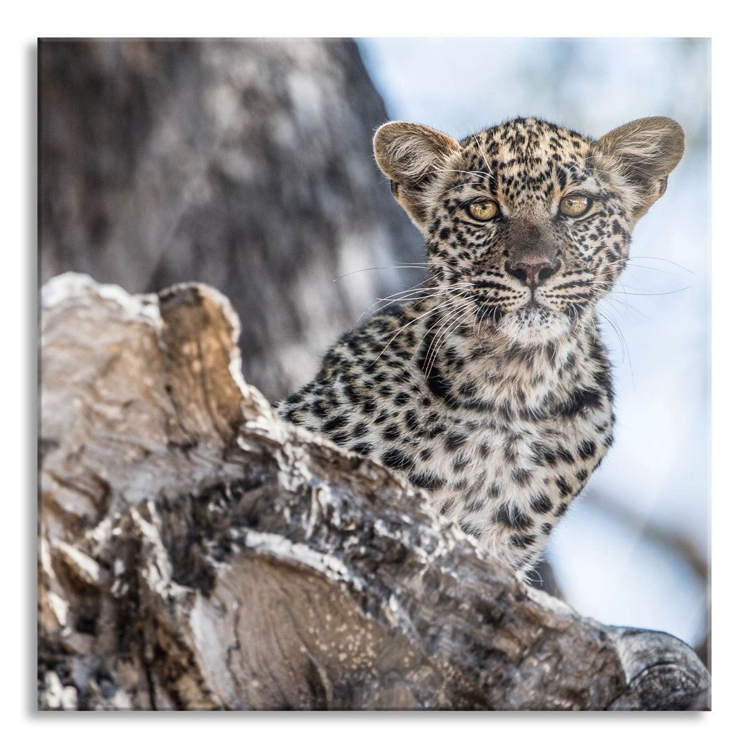 Glasbild Leopardjunges auf Baum