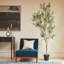 7FT Whispy Olive Tree in Grower Pot