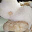 Scolécite sur Stilbite