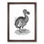 Dodo in Black and White by George Shaw - Picture Frame Drawing Print-55545834-55545832