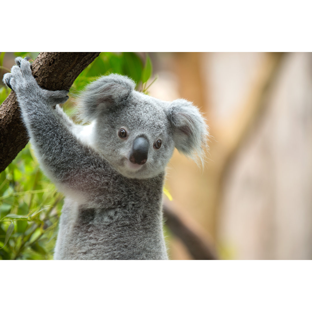 Koala von Cruphoto - Druck