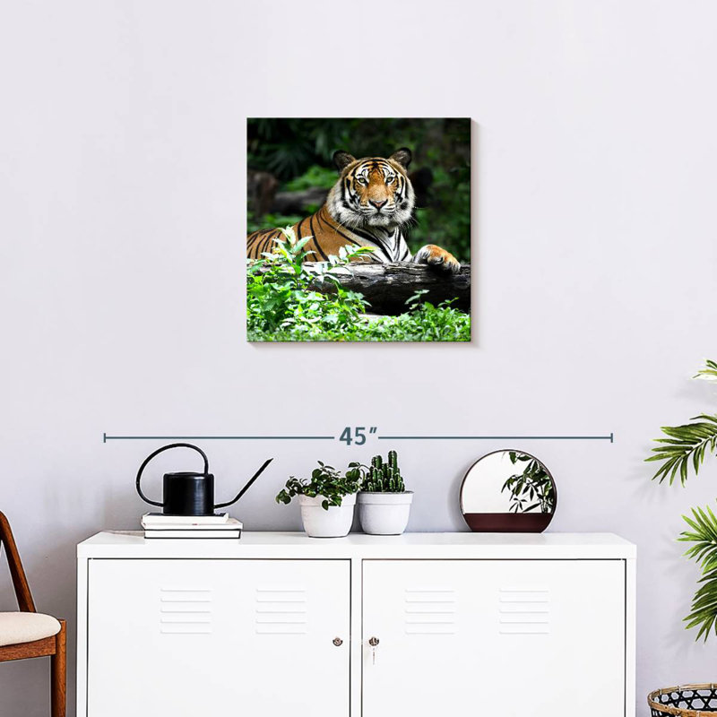 Brampt Resting Bengal Tiger
