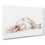 Sleeping Horse by Jean Bernard - Wrapped Canvas Drawing - Wrapped Canvas-55318380