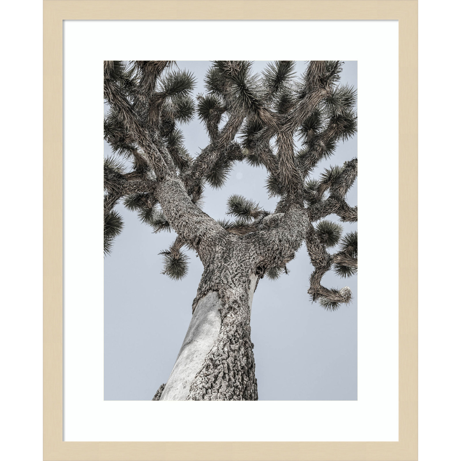 Daisey "Joshua" Print by Shot by Clint, Brown, 21" H x 17" W
