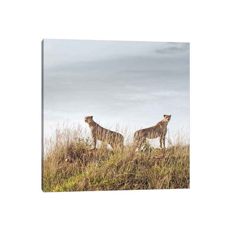 Colour Cheetah Duo by Klaus Tiedge - Wrapped Canvas Print, 45.72 cm H x 45.72 cm W x 1.91 cm D